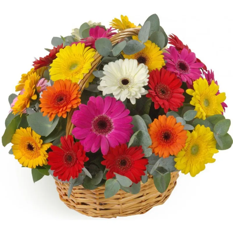 Корзина из 31 разноцветной герберы, доставка Георгиевск